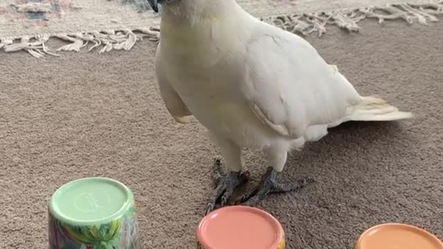 Cockatoo guesses the right cup in a nice way