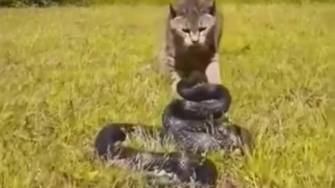 Dangerous Fight Between Cat with Snake