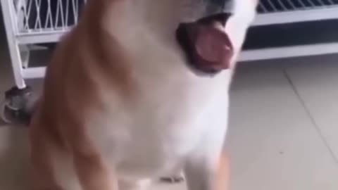 Funny animals for laughing🤣🤣🤣🤣🤣