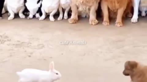 funny animal videos