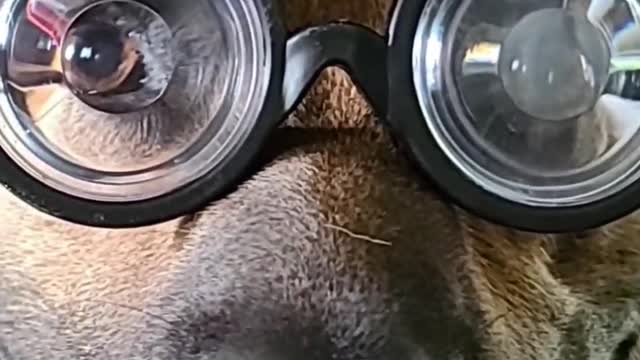 German Shepherd Wears Goofy Hat and Glasses