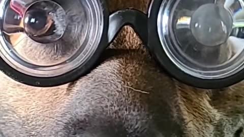 German Shepherd Wears Goofy Hat and Glasses