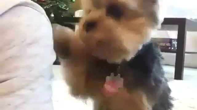 Puppy dog touches his owner continously