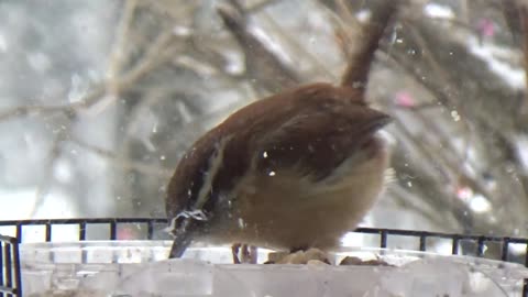 Wren