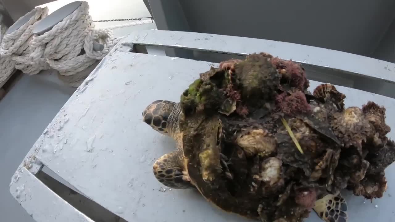 Rescue Sea Turtle Removing Barnacles From a Poor Sea Turtle | animals, Nature, turtles, ocean, ASMR