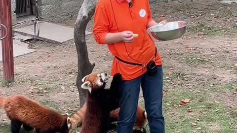 Two cute little thigh-hugging # cute pets