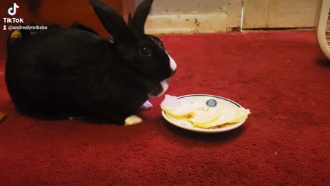 Cabbage eating his favorite hydration snack cabbage😊