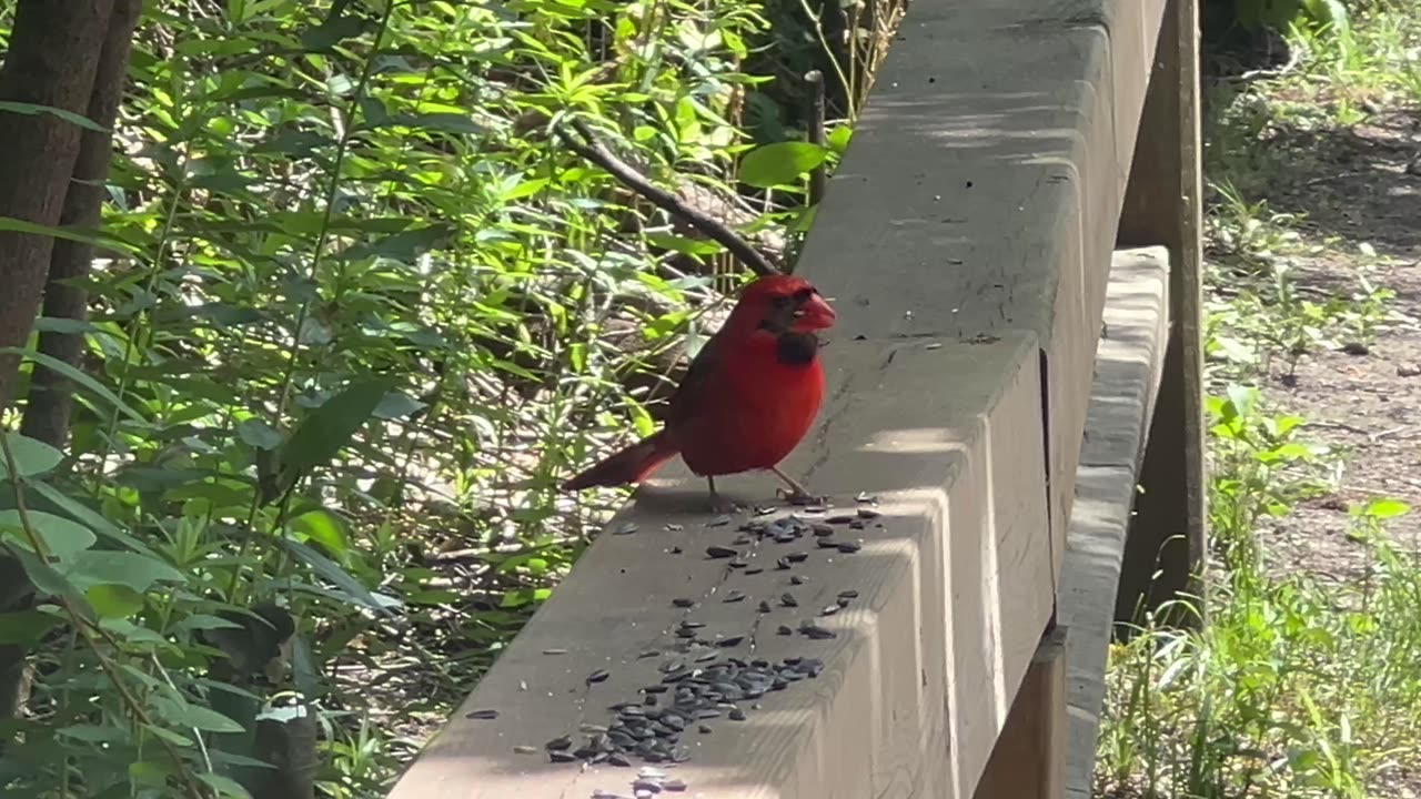 Beautiful male Cardinal