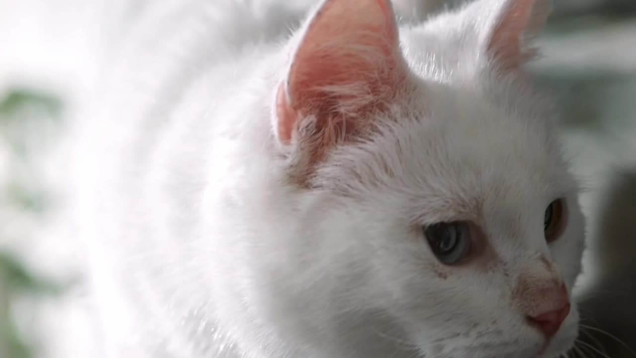 Very funny cat