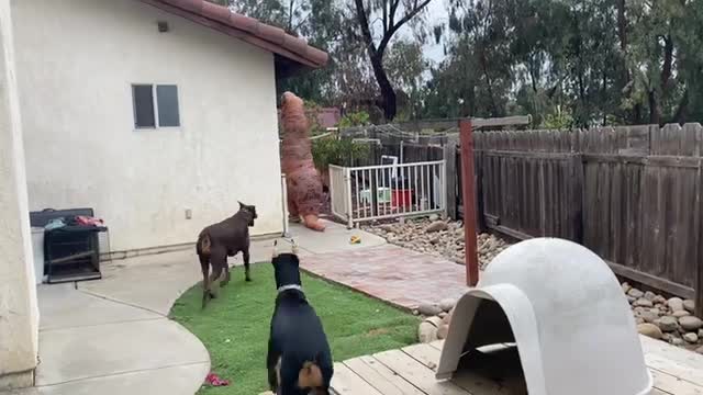 Doberman meets the T-Rex