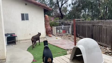 Doberman meets the T-Rex