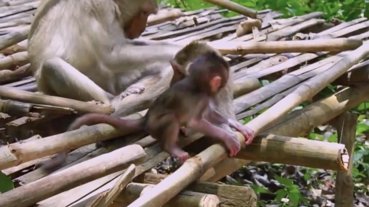 Tiny monkey