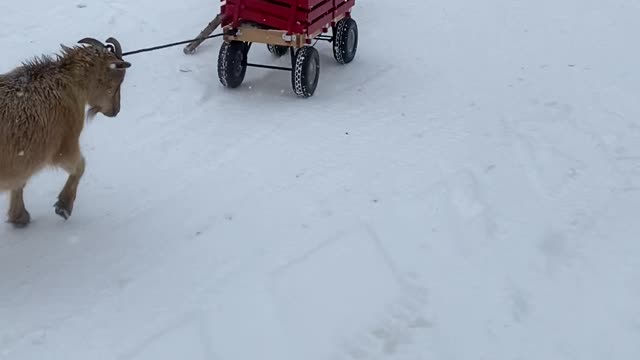 Goat Pulls a Wagon in the Snow