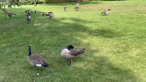 Canada Geese might be heading to warmer weather soon
