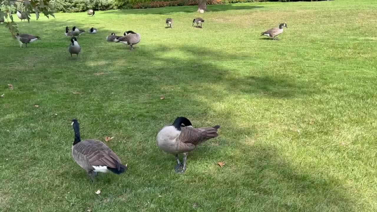 Canada Geese might be heading to warmer weather soon