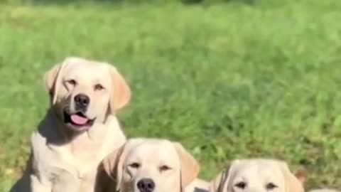 Cute dog🐶