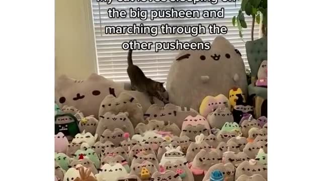 This animal is very cute and can make everyone happy when they see it