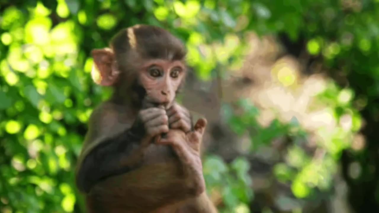 Funniest Monkey- cute and funny monkey videos