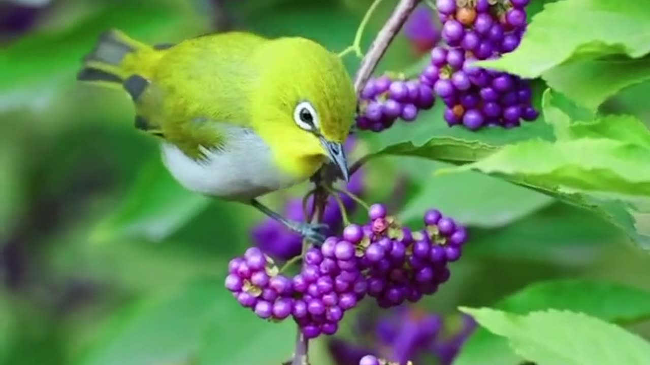 Birds with heart touching qirat