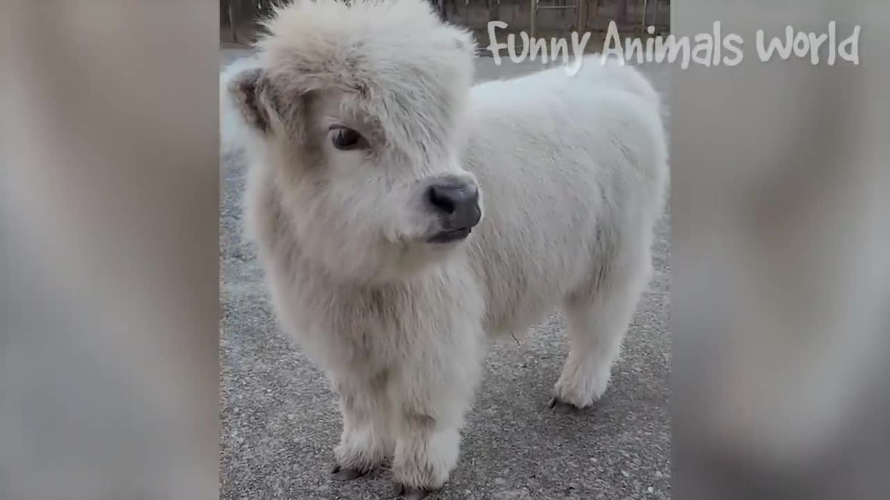 Funniest dog and cat videos- the best videss of 2023