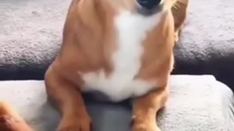 Try not to laugh🤣 Funny animals Pt 3 😹‖ #shorts #funnyvideos