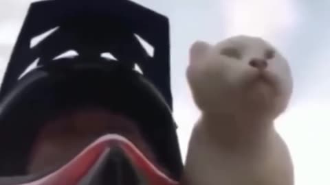 I love this Cat 😂😂