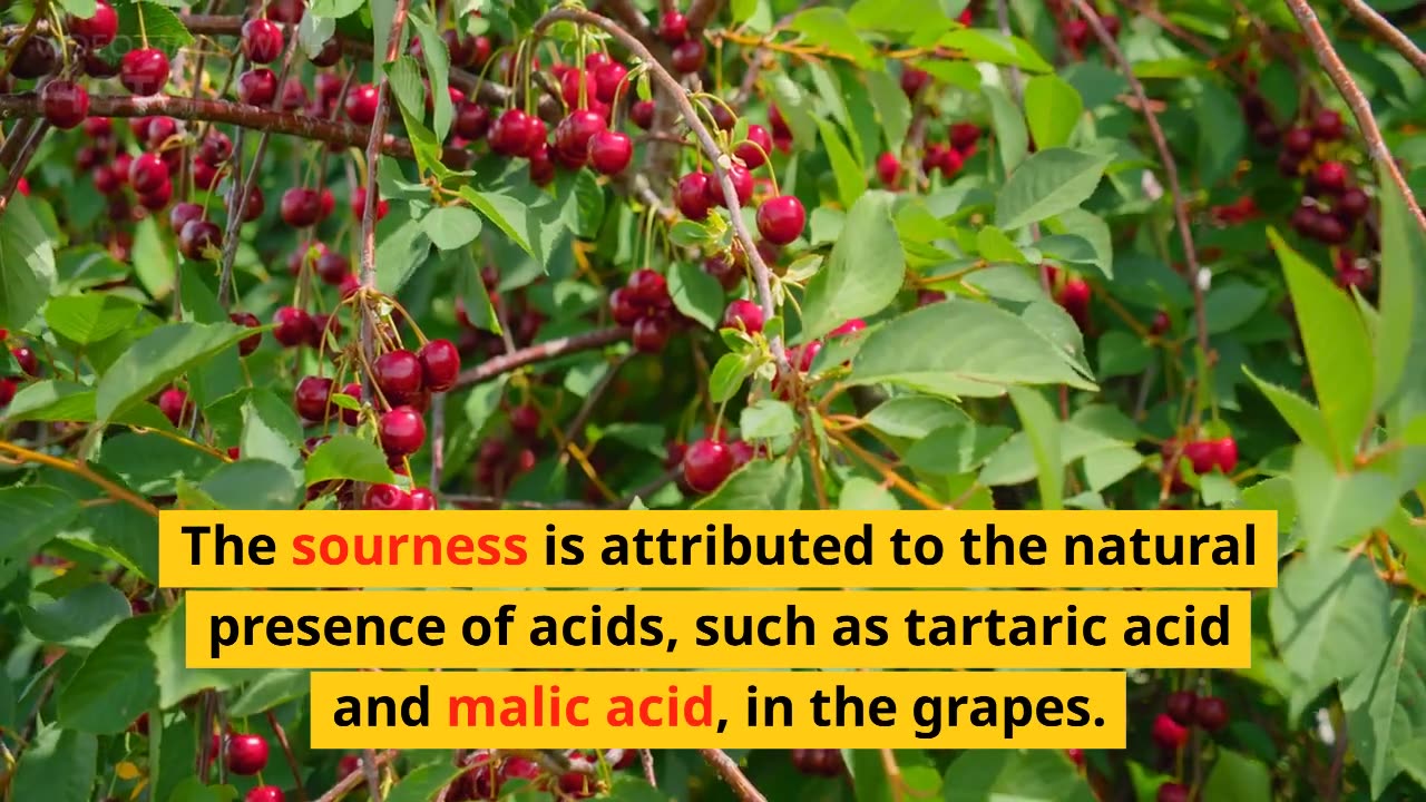 facts about grapes / do you know about this .