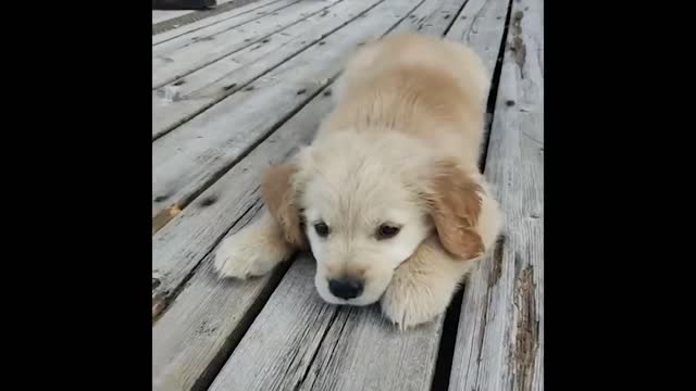 Cute and Funny Cat Dog