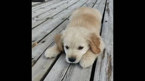 Cute and Funny Cat Dog