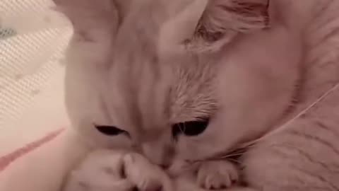 Hey one in a Million love cat ������ Cute kitten hugs puppy #shorts #pets #cats #puppy #dog(720p)