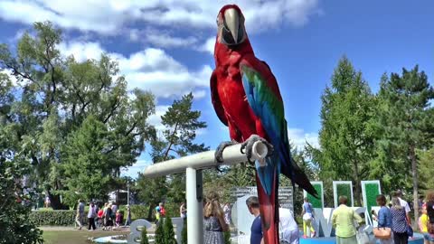 Parrot bird in the public park