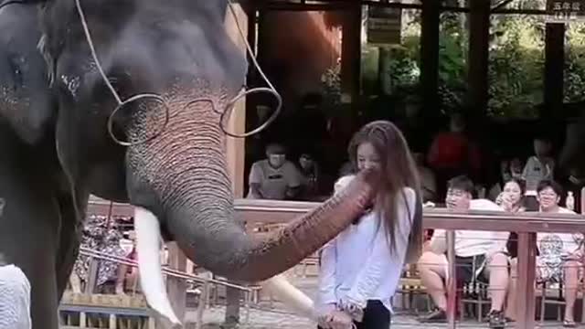 elephant not like the girl,funny animal