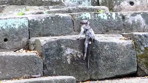 All The Baby Monkeys Are Happy Swimming in The Water .#shorts #shortvideo #video #virals