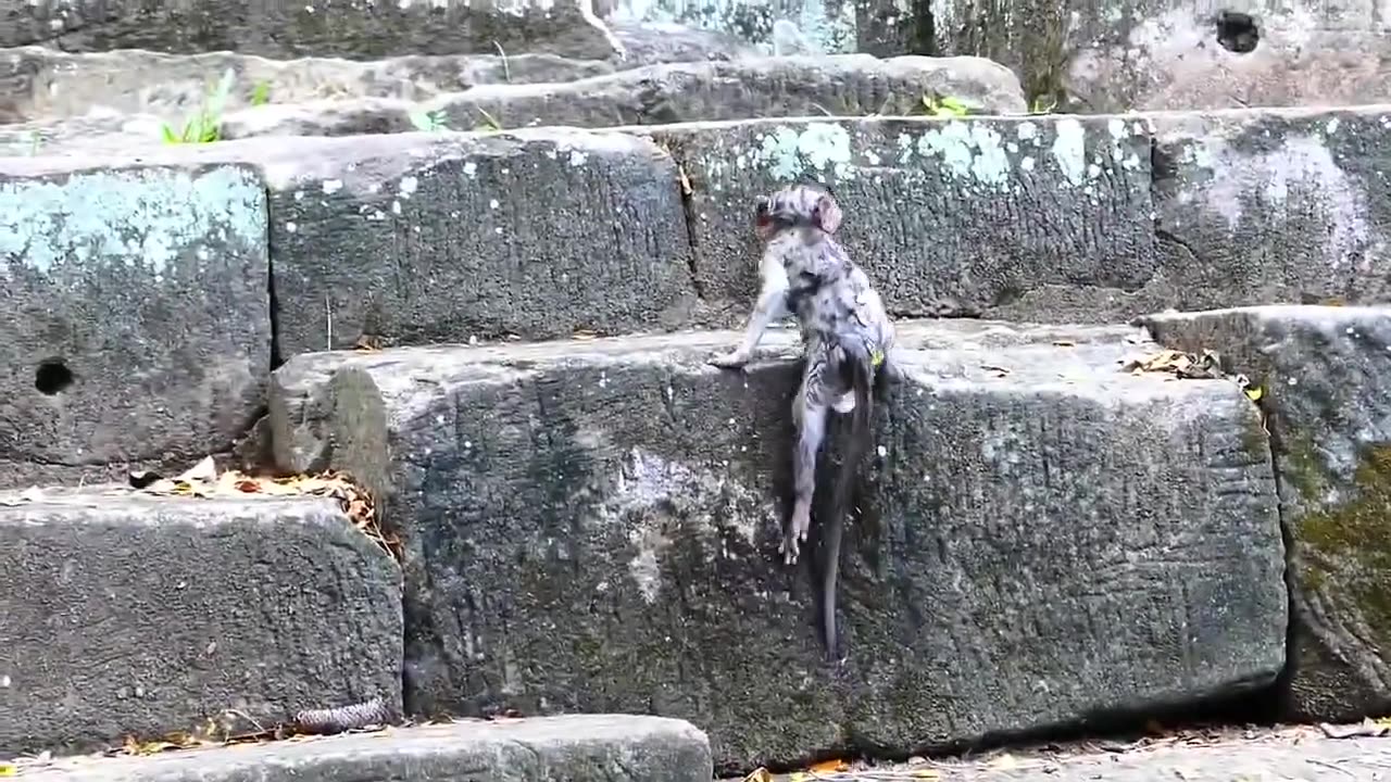All The Baby Monkeys Are Happy Swimming in The Water .#shorts #shortvideo #video #virals