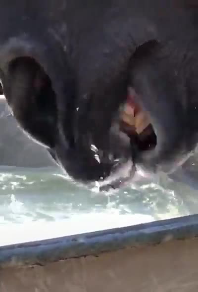 How a horse drinks in a close up.