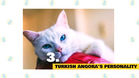 Turkish Angora Cats : Fun Facts & Myths