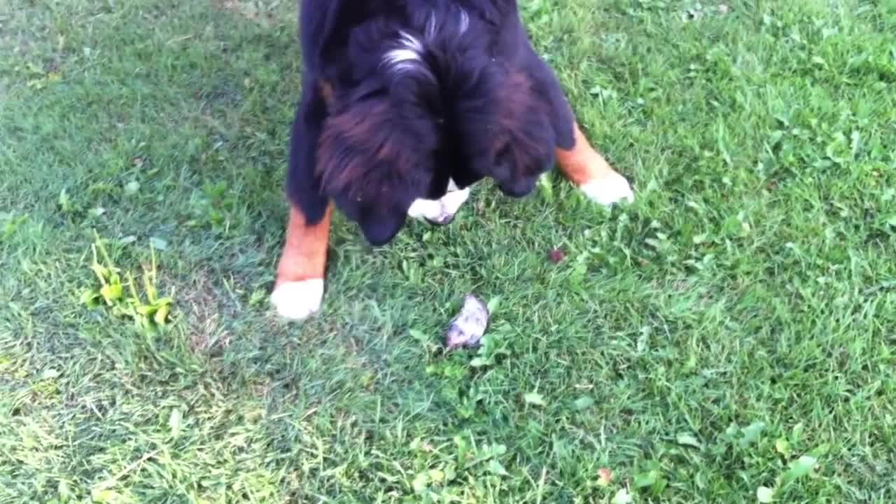 Adorable Young Dog Fights a Mouse!