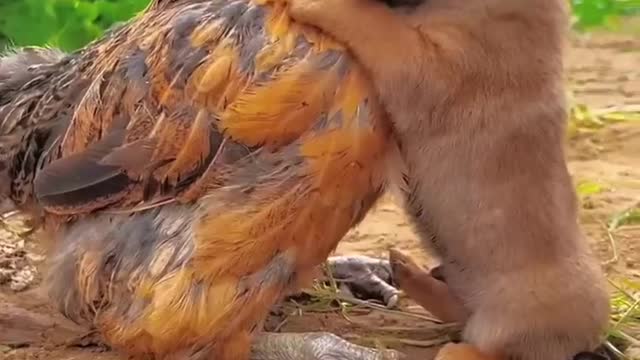 Friendship puppy and chicken beautiful moment