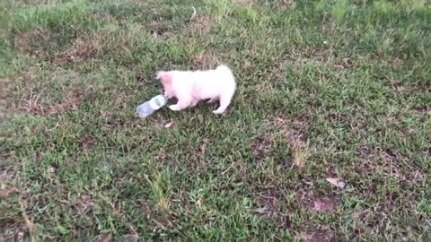 Puppy barks loudly and can't keep calm