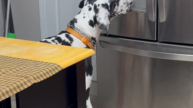 Great Dane Whines for Ice Cubes From Refrigerator