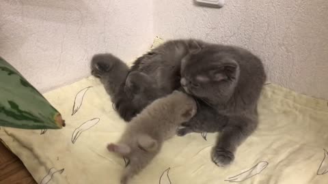 Mother cat with kittens