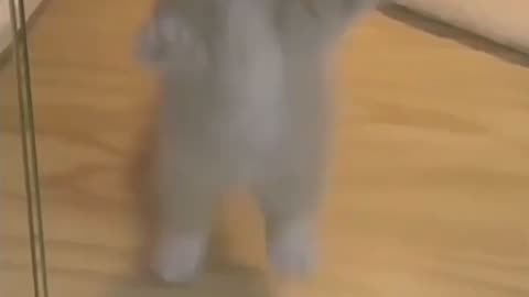 Dancing kitten