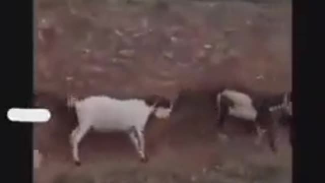 The Masked Goat Tribe 😷😳