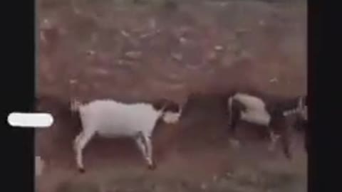 The Masked Goat Tribe 😷😳