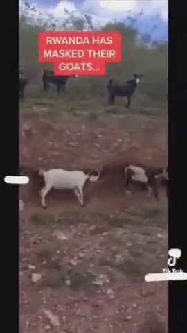 The Masked Goat Tribe 😷😳