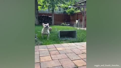 Dogs gives epic side eyes 🤣🤣 funniest video dogs