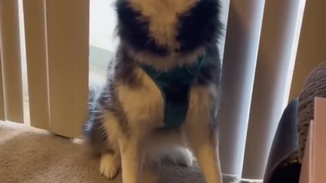 Which kind of dog is yours ? - Funny dogs Compilation