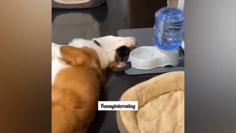 Animal Funny videos🤣😂