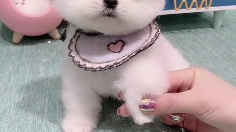 Cute puppy~