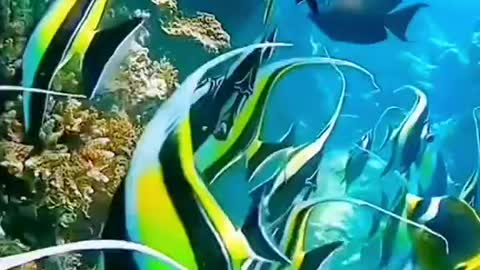 underwater world